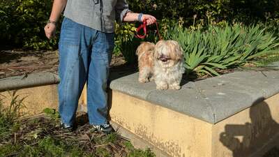 Fer, Shi tzu Pekineese - Rüde