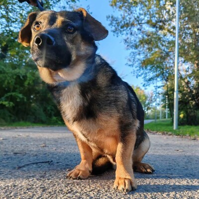 💥Ferdinand ist sehr freundlich, er liebt andere Hunde und liebt ihre Gesellschaft. Er gewöhnt sich schnell an Menschen 💥, Mischling - Rüde