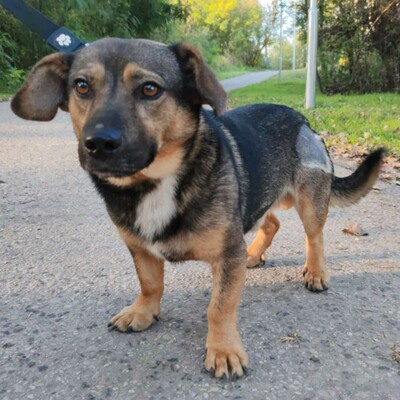 💥Ferdinand ist sehr freundlich, er liebt andere Hunde und liebt ihre Gesellschaft. Er gewöhnt sich schnell an Menschen 💥, Mischling - Rüde