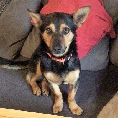 💖Fermin ist ein agiler kleiner Kerl💥, Mischling - Rüde