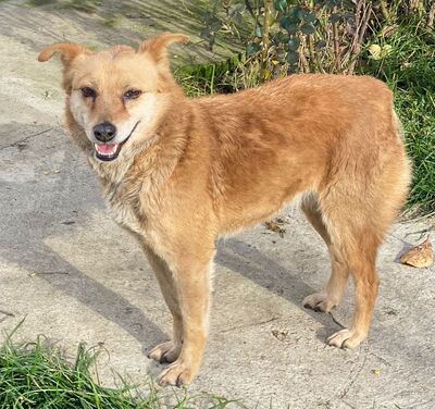 Fetita - NOTFALL -, Mix - Hündin