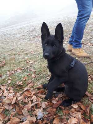 Fiby vom silbernen Dunjastern, Deutscher Schäferhund Welpen - Hündin