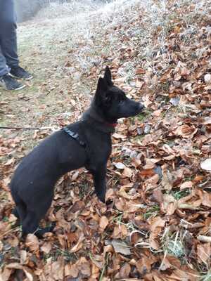 Fiby vom silbernen Dunjastern, Deutscher Schäferhund Welpen - Hündin