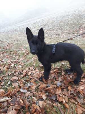 Fiby vom silbernen Dunjastern, Deutscher Schäferhund Welpen - Hündin