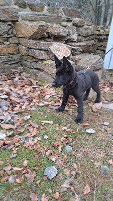 Fiby vom silbernen Dunjastern, Deutscher Schäferhund Welpen - Hündin