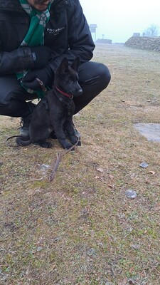 Fiby vom silbernen Dunjastern, Deutscher Schäferhund Welpen - Hündin