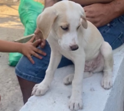 Fidel - Spielfreudiger Welpe, ca. 3 Monate, Mischling Welpen - Rüde