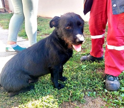 Fido sucht ein Zuhause, unbekannt - Rüde