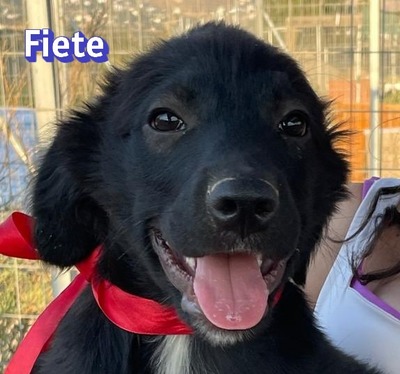 Fiete, Mischling Welpen - Rüde