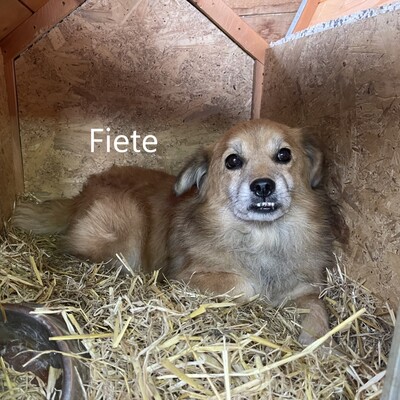 Fiete, geb. 2017, Knutschkugel sucht liebevolles Zuhause, Mischling - Rüde