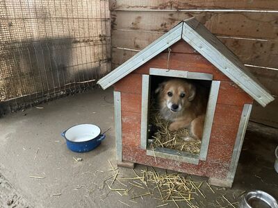 Fiete, geb. 2017, Knutschkugel sucht liebevolles Zuhause, Mischling - Rüde