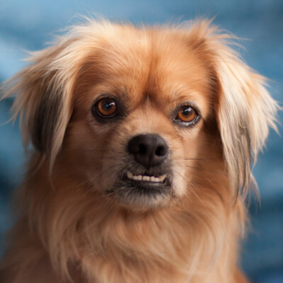 Fieto, King-Charles-Spaniel-Pekinesen-Mix - Rüde