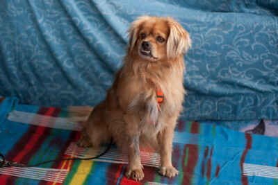 Fieto, King-Charles-Spaniel-Pekinesen-Mix - Rüde