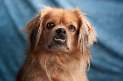 Fieto, King-Charles-Spaniel-Pekinesen-Mix - Rüde