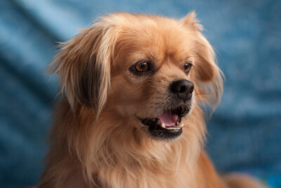 Fieto, King-Charles-Spaniel-Pekinesen-Mix - Rüde