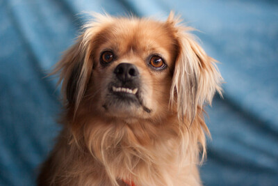 Fieto, King-Charles-Spaniel-Pekinesen-Mix - Rüde