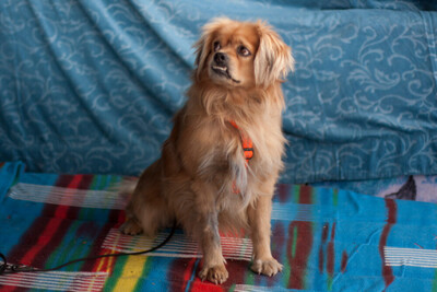 Fieto, King-Charles-Spaniel-Pekinesen-Mix - Rüde