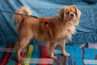 Fieto, King-Charles-Spaniel-Pekinesen-Mix - Rüde