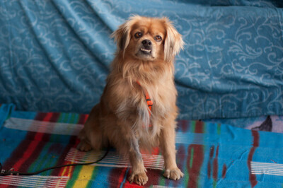 Fieto, King-Charles-Spaniel-Pekinesen-Mix - Rüde