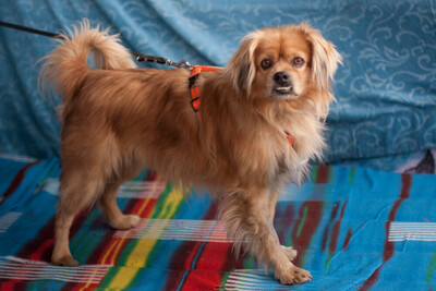 Fieto, King-Charles-Spaniel-Pekinesen-Mix - Rüde