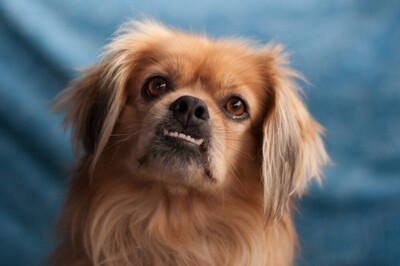 Fieto, King-Charles-Spaniel-Pekinesen-Mix - Rüde