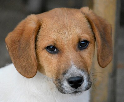 Fifi, Dackel-Mischling Welpen - Rüde