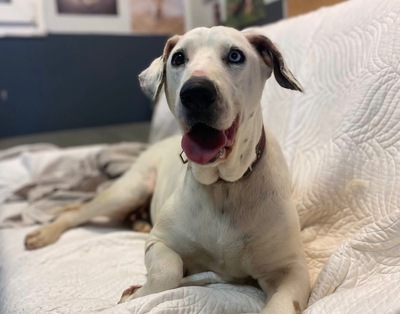 Fifi Dalmatiner Mix Hündin sucht ein Zuhause, Dalmatiner - Hündin