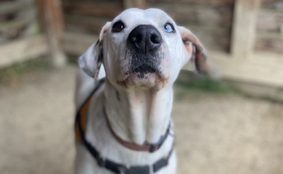 Fifi Dalmatiner Mix Hündin sucht ein Zuhause, Dalmatiner - Hündin