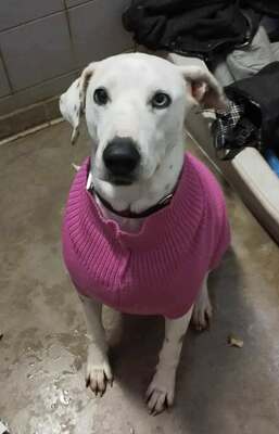 Fifi Dalmatiner Mix Hündin sucht erfahrenes Zuhause, Dalmatiner - Hündin