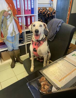 Fifi Dalmatiner Mix Hündin sucht erfahrenes Zuhause, Dalmatiner - Hündin