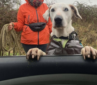 Fifi Dalmatiner Mix sucht ein Zuhause, Dalmatiner - Hündin