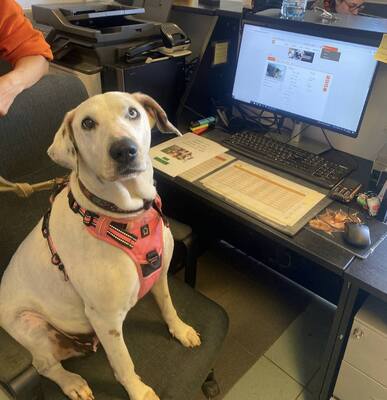 Fifi Dalmatiner Mix sucht ein Zuhause, Dalmatiner - Hündin