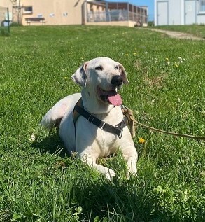 Fifi Dalmatiner Mix sucht ein Zuhause, Dalmatiner - Hündin