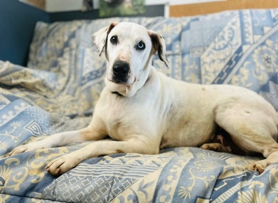 Fifi Dalmatiner Mix wartet schon länger im Tierheim