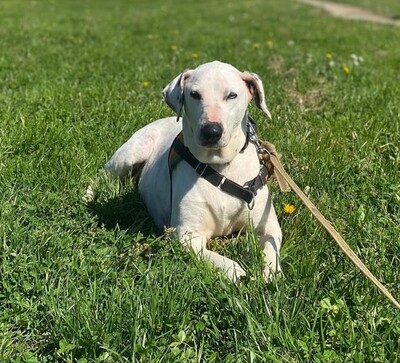 Fifi ängstliche Dalmatiner Mix Hündin sucht ein Zuhause, Dalmatiner Mix - Hündin