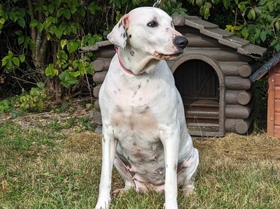 Fifi ängstliche Dalmatiner Mix Hündin sucht ein Zuhause, Dalmatiner Mix - Hündin