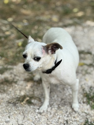 Fifike sucht eigenes Zuhause, Chihuahua-Mischling - Hündin