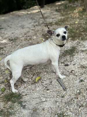 Fifike sucht eigenes Zuhause, Chihuahua-Mischling - Hündin