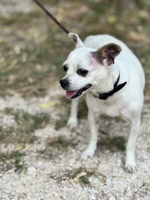 Fifike sucht eigenes Zuhause, Chihuahua-Mischling - Hündin