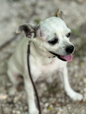 Fifike sucht eigenes Zuhause, Chihuahua-Mischling - Hündin