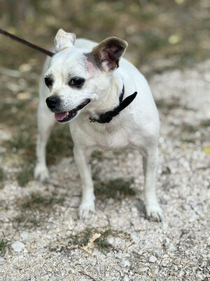 Fifike sucht eigenes Zuhause, Chihuahua-Mischling - Hündin