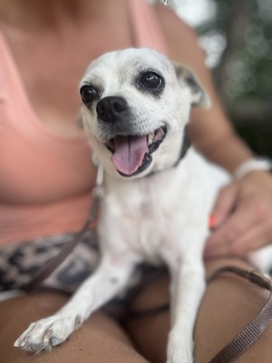 Fifike sucht eigenes Zuhause, Chihuahua-Mischling - Hündin