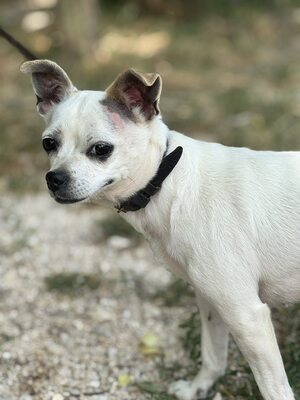 Fifike sucht eigenes Zuhause, Chihuahua-Mischling - Hündin