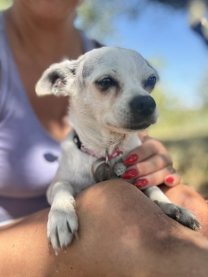 Fifike sucht eigenes Zuhause, Chihuahua-Mix - Hündin