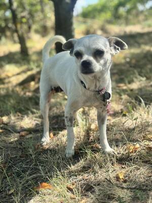 Fifike sucht eigenes Zuhause, Chihuahua-Mix - Hündin