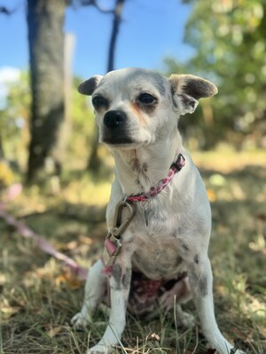 Fifike sucht eigenes Zuhause, Chihuahua-Mix - Hündin