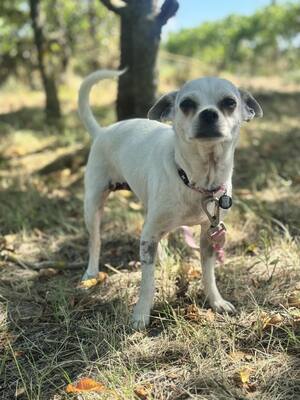 Fifike sucht eigenes Zuhause, Chihuahua-Mix - Hündin