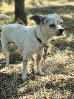 Fifike sucht eigenes Zuhause, Chihuahua-Mix - Hündin