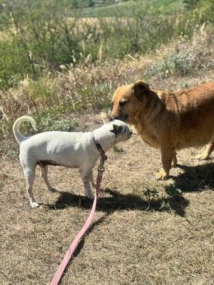 Fifike sucht eigenes Zuhause, Chihuahua-Mix - Hündin