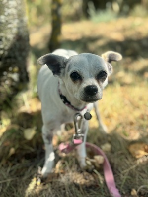 Fifike sucht eigenes Zuhause, Chihuahua-Mix - Hündin